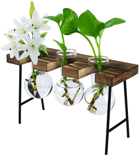 Desktop Plant Terrarium With Wooden Stand