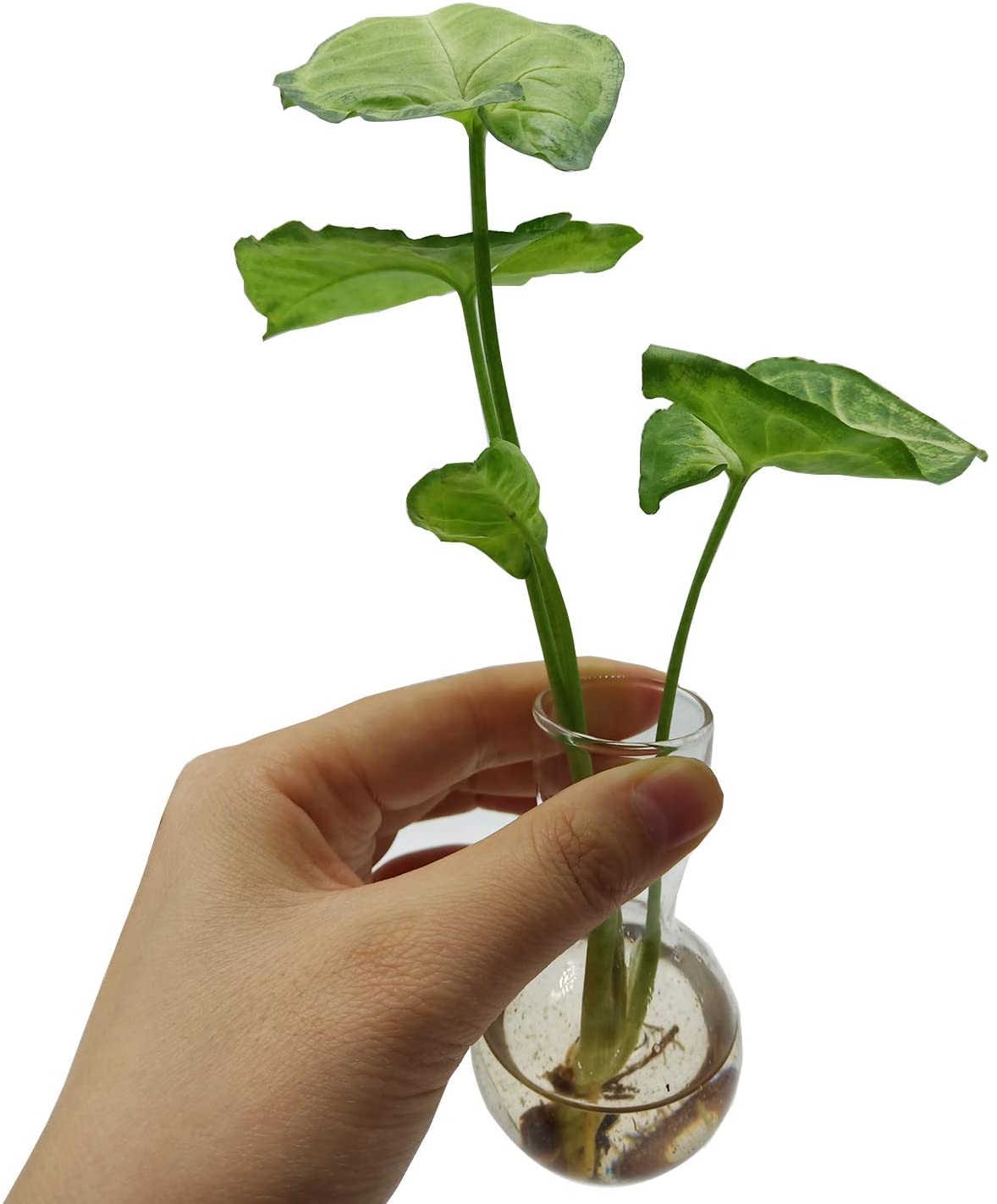 Desktop Plant Terrarium With Wooden Stand